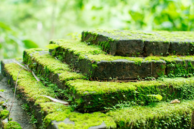 Close-up of moss growing in garden