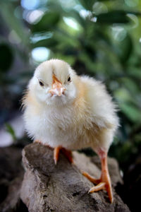 Close-up of a bird