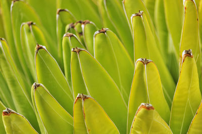 Agave leaves detail ,green -yellow color gradation ,sunlight ,light contrast ,horizontal composition