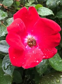 Close-up of honey bee on flower