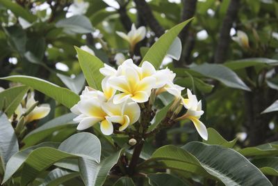 Close-up of white flower