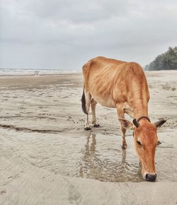 Cow drinking water on beach