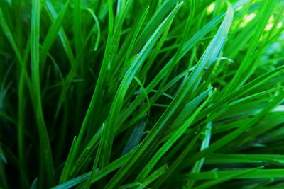 Full frame shot of plants growing on field