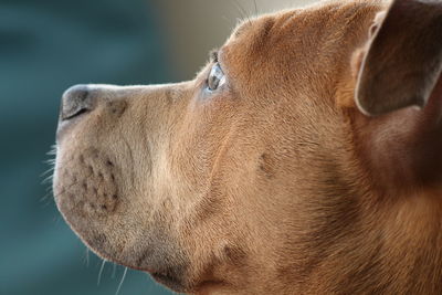 Close-up of dog looking away