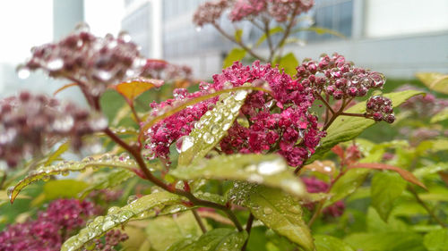 Close-up of pink flowering plant