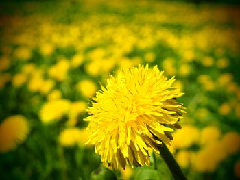 Close-up of yellow flower blooming in field