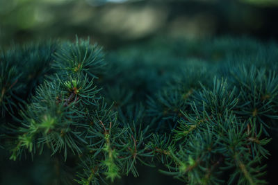 Close-up of pine tree