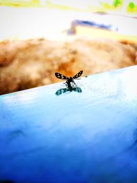 Close-up of spider on table