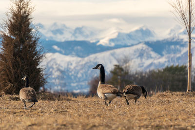 Canada geese walking on grassy field against snowcapped mountain