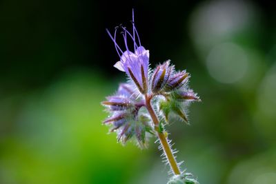 Close-up of purple flowering plant
