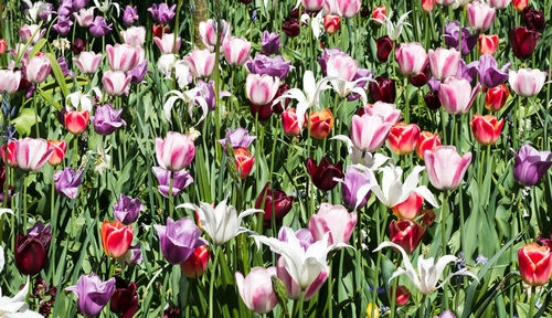 Close-up of pink tulip flowers in field