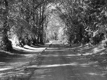 Empty road along trees