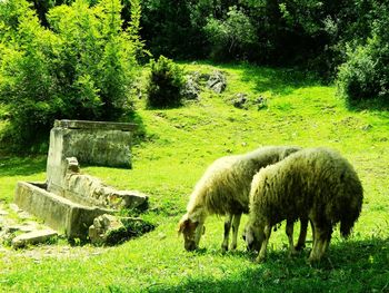 Sheep grazing on grassy field