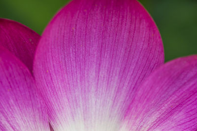 Close-up of pink flowers