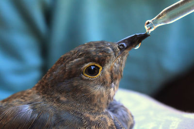 Close-up of bird