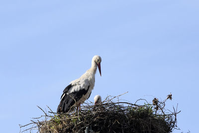 Low angle view of birds perching on nest against sky