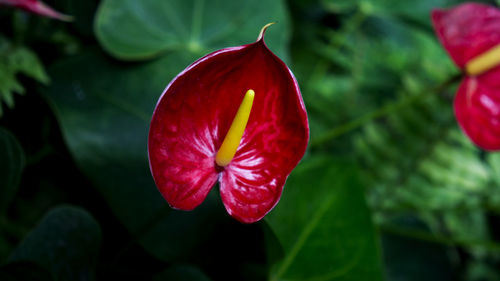 Close-up of red rose flower