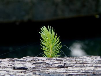 Close-up of succulent plant