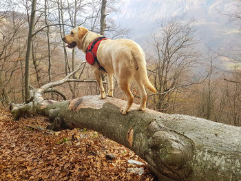 View of dog standing on land against sky