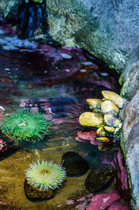 Close-up of flowers in water