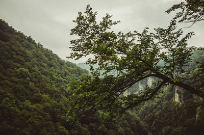 Low angle view of trees against sky