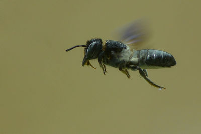 Close-up of bee flying