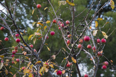 Red apple tree with apples, autumn fruit