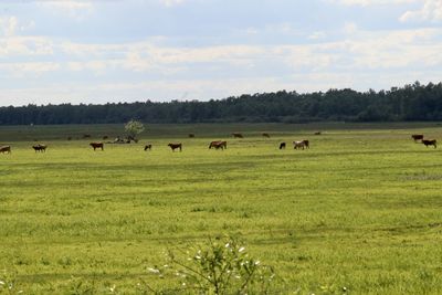 Flock of sheep in a field