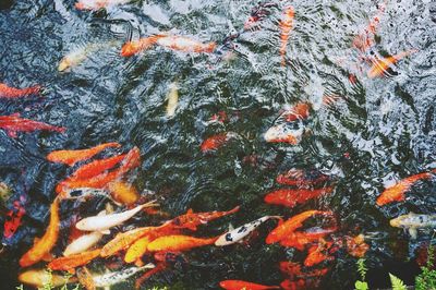 High angle view of koi carps swimming in pond