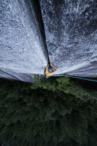 High angle view of trees in the forest