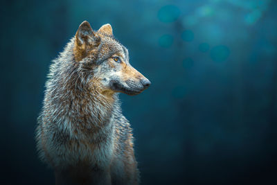 Sideways portrait of a gray wolf - canis lupus - also known as timber wolf, in the forest