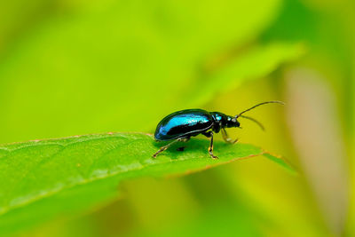 Close-up of insect on leaf