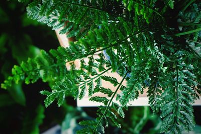 Close-up of green leaves on tree