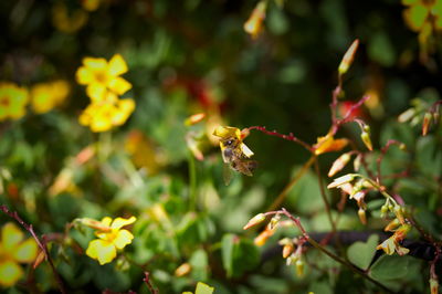 Close-up of bee pollinating on flower