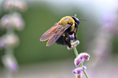Close-up of bee pollinating on purple flower