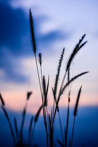 Close-up of silhouette plants against sky during sunset