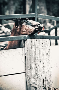 Close-up of monkey on fence at zoo