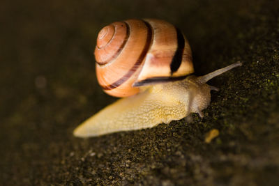 Close-up of snail