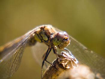 Close-up of dragonfly on plant