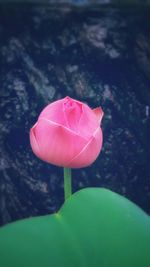 Close-up of pink rose