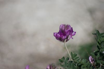 Close-up of pink flower blooming outdoors