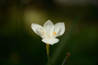 Close-up of white flower blooming outdoors