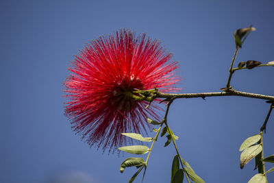 Low angle view of flowers against sky