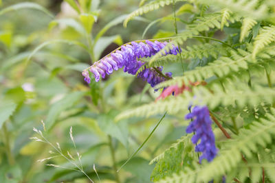 Close-up of purple flowering plant