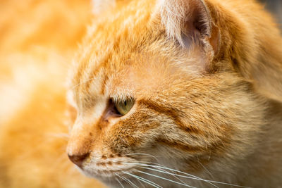 Close-up of cat looking away