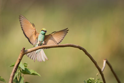 Close-up of bird in the wild