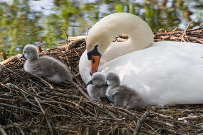 Swans on field