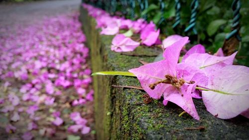 Close-up of pink flower