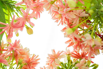 Low angle view of pink flowering plants against clear sky