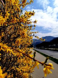 Yellow flowering plants against sky during autumn